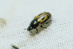 Chilothorax melanostictus