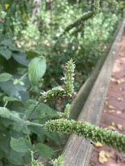 Agastache scrophulariifolia