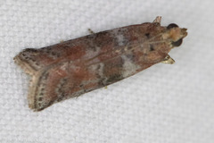 Sciota rubrisparsella