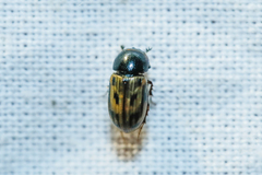 Chilothorax melanostictus