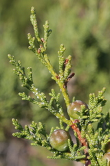 Juniperus turbinata