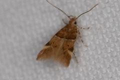 Theisoa constrictella