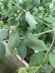 Agastache scrophulariifolia