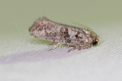 Acrolophus piger