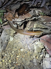 Ateuchosaurus chinensis