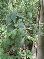 Agastache scrophulariifolia