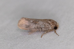 Acrolophus piger