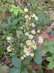 Erigeron annuus