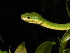 Trimeresurus albolabris