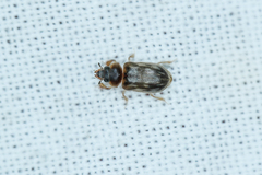 Heterocerus fenestratus
