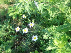 Tripleurospermum inodorum