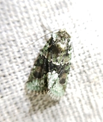 Lacinipolia explicata