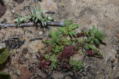 Paronychia echinulata