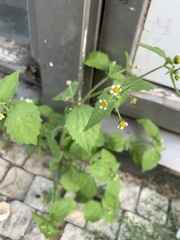 Galinsoga quadriradiata