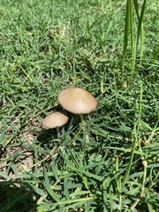 Panaeolus foenisecii