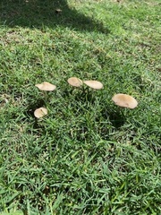 Panaeolus foenisecii