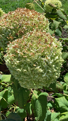 Hydrangea macrophylla