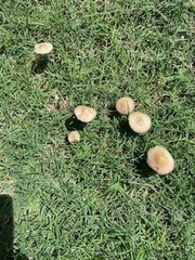 Panaeolus foenisecii