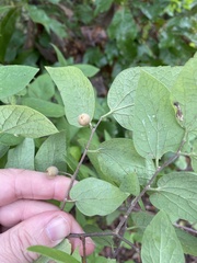 Celtis reticulata