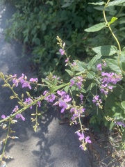 Desmodium perplexum