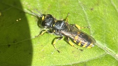 Ectemnius