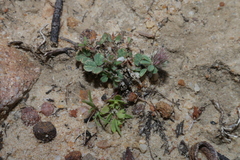 Trifolium arvense