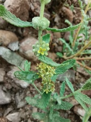 Buddleja scordioides