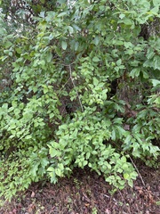 Celtis reticulata