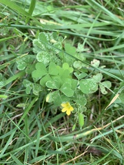 Oxalis stricta