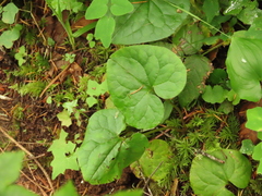 Asarum caudatum