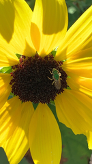 Agapostemon virescens