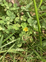 Oxalis stricta