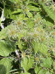 Clematis vitalba