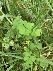 Oxalis stricta