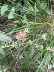 Rumex conglomeratus