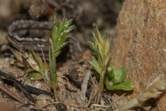 Rostraria pumila