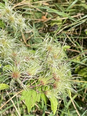 Clematis vitalba