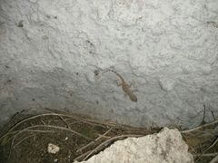 Tarentola mauritanica