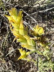 Castilleja flava