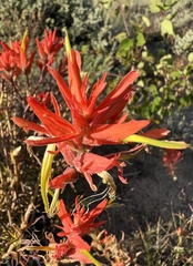 Castilleja linariifolia
