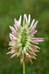 Trifolium ambiguum