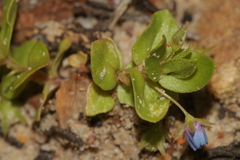 Lysimachia arvensis parviflora