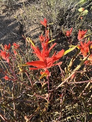 Castilleja linariifolia