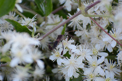 Leptoglossus phyllopus