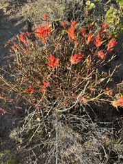 Castilleja linariifolia