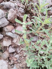 Buddleja scordioides