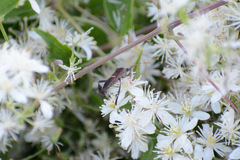 Leptoglossus phyllopus