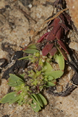 Paronychia echinulata