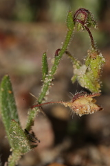 Tuberaria guttata
