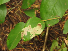 Cameraria gaultheriella